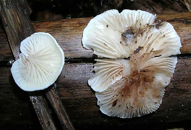 2005 :  Un anno di funghi